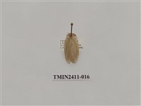 藏品(灰雙線刺蛾)的圖片